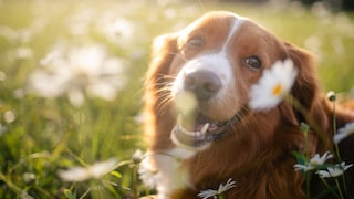 Frühlingsgefühle Hund