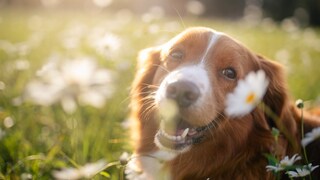 Frühlingsgefühle Hund