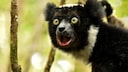 Lemur (Indri indri) auf Bäumen im Wald mit geöffnetem Mund