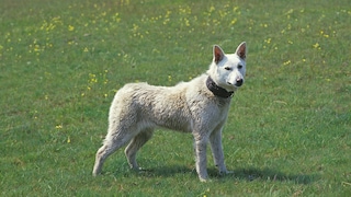 Der Kishu Ken, benannt nach der historischen Region Kishu in Japan, gehört zu den ältesten Jagdhunderassen des Landes.