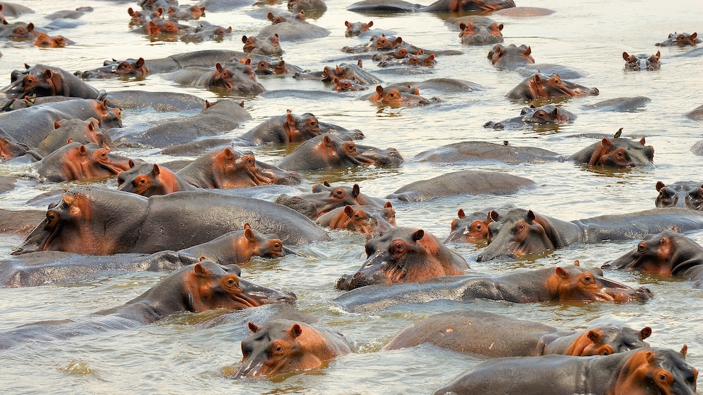 Mindestens 50 Flusspferde und andere große Tiere sind im ostkongolesischen Virunga-Nationalpark an einer Milzbrandvergiftung gestorben. (Symbolbild)