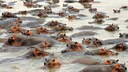 Mindestens 50 Flusspferde und andere große Tiere sind im ostkongolesischen Virunga-Nationalpark an einer Milzbrandvergiftung gestorben. (Symbolbild)
