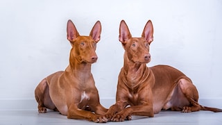 Zwei Pharaonenhunde liegen nebeneinander auf einem Studioboden
