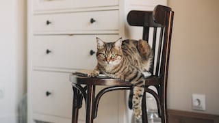 Katze auf Stuhl