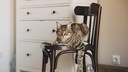 Katze auf Stuhl