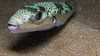 Hasenkopf-Kugelfisch (Lagocephalus sceleratus) unter Wasser