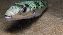 Hasenkopf-Kugelfisch (Lagocephalus sceleratus) unter Wasser