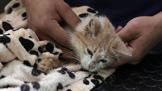 Ein Halter hält seine sichtlich kranke Katze in den Händen