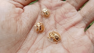 Goldene Schildkäfer auf Menschenhand