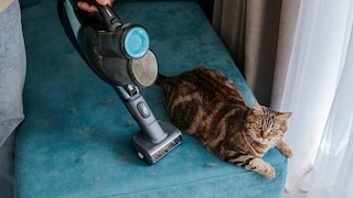 Katze sitzt auf blauem Sofa, das gerade abgesaugt wird