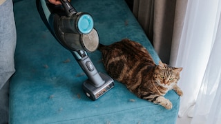 Katze sitzt auf blauem Sofa, das gerade abgesaugt wird