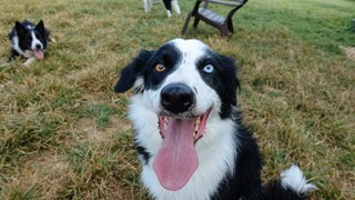 Border Collie hechelt und schaut in die Kamera