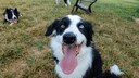 Border Collie hechelt und schaut in die Kamera