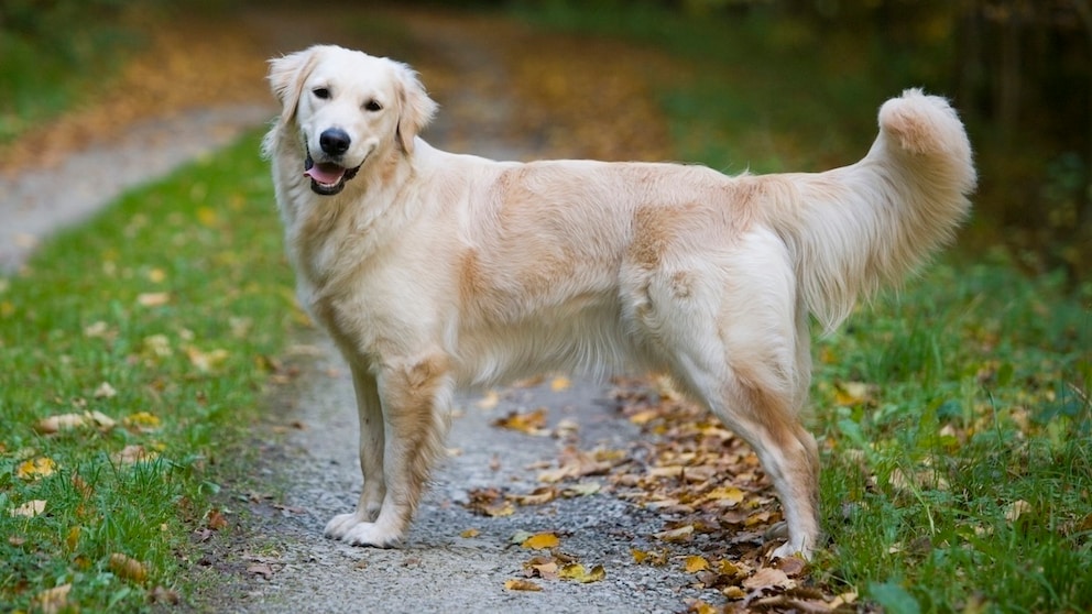 Golden Retriever