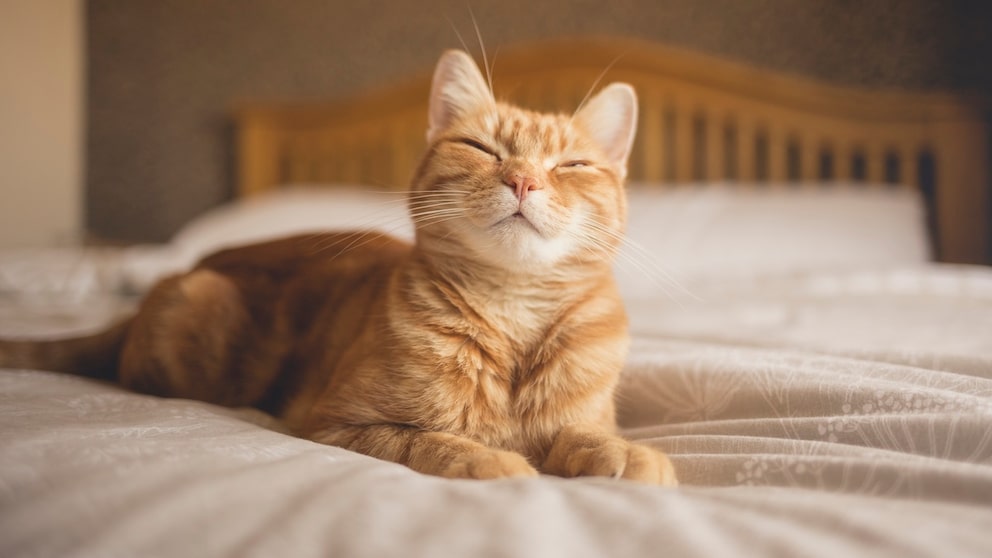 Katze liegt auf Bett