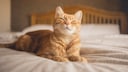 Katze liegt auf Bett
