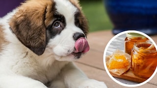 Wir schätzen Honig nicht nur als Süßungsmittel. Er soll auch bei Erkältungen helfen und viele gute Eigenschaften haben. Doch gilt das auch für Hunde?