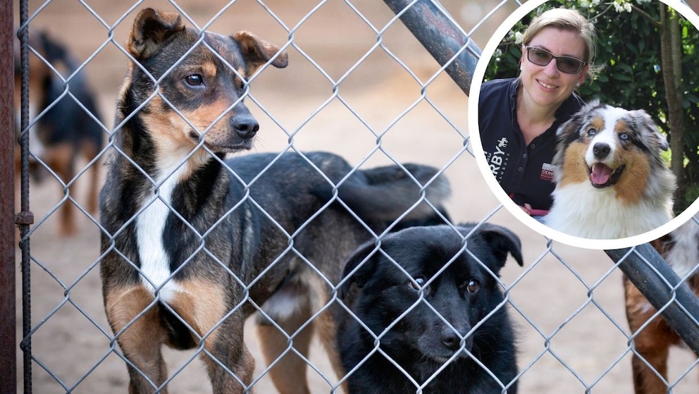 „Hunde aus dem Tierschutz? Kommen für mich nicht infrage!“