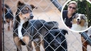 Kollage aus Hunden hinter einem Gitterzaun und Porträt von Manuela Lieflaender mit Hund Elvis (Kreis)