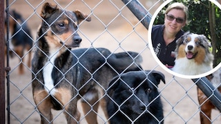 Kollage aus Hunden hinter einem Gitterzaun und Porträt von Manuela Lieflaender mit Hund Elvis (Kreis)