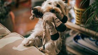 Yorkshire Terrier mit Stofftier im Maul