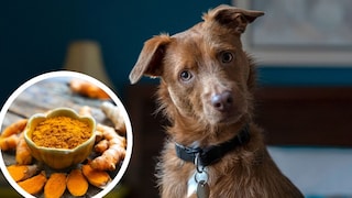 Collage aus Hund, der den Kopf schräg hält und Kurkuma als Pulver und Wurzel (Kreis)