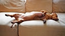 Dackel schläft auf einem Sofa