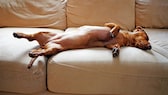 Dackel schläft auf einem Sofa