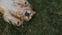 Entspannter Golden Retriever, der im Gras auf dem Rücken liegt und seinen Bauch zeigt