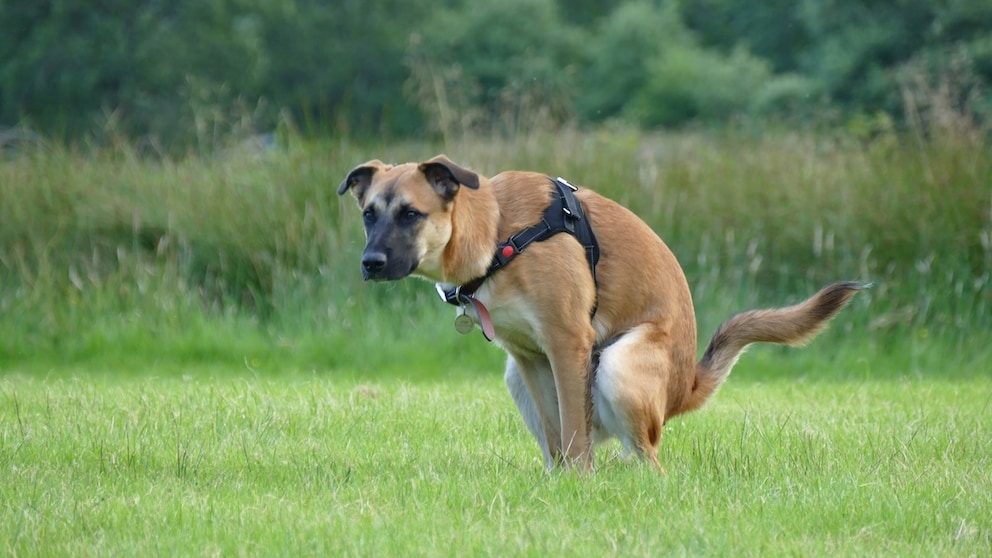 Hund beim Kot ablassen