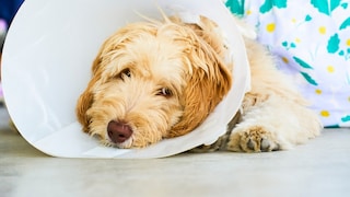 Golden Doodle mit Halskrause nach einer OP