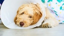 Golden Doodle mit Halskrause nach einer OP