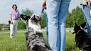Hundeinternat