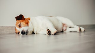 Jack Russell Terrier liegt auf dem Boden auf der Seite