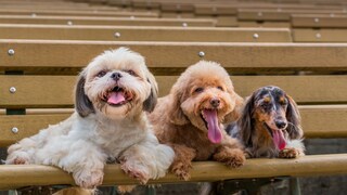 Shi Tzu, Pudel und Dackel liegen nebeneinander draußen auf einer Bank