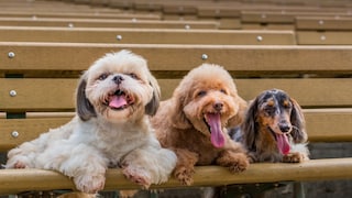 Shi Tzu, Pudel und Dackel liegen nebeneinander draußen auf einer Bank