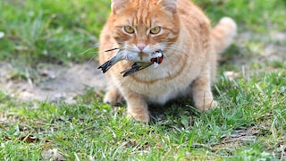 Eine orange Katze bringt einen Vogel als Beute mit