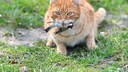 Eine orange Katze bringt einen Vogel als Beute mit