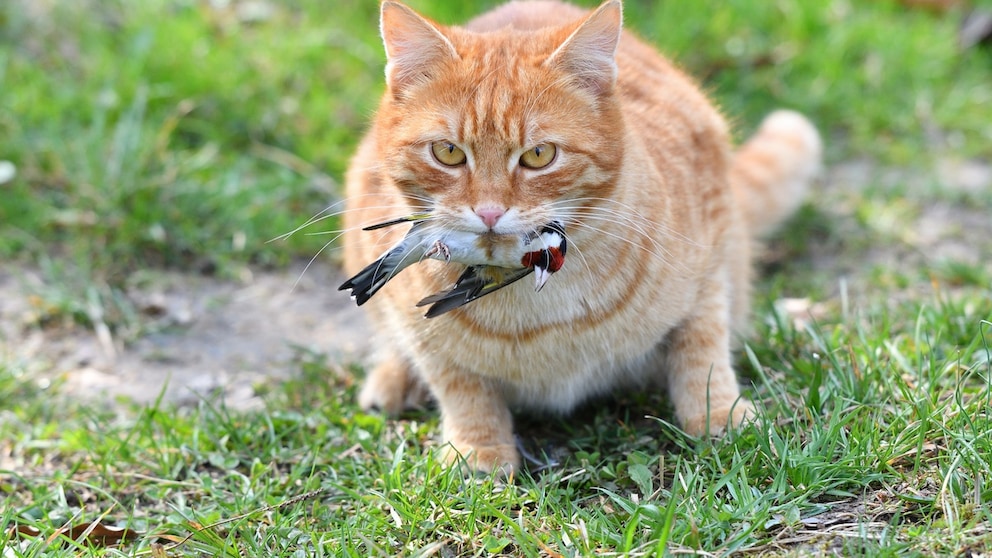 Eine orange Katze bringt einen Vogel als Beute mit