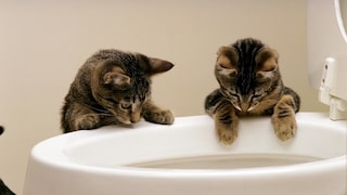 Twei neugierige Kätzchen schauen in eine Toilettenschüssel