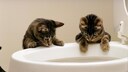Twei neugierige Kätzchen schauen in eine Toilettenschüssel