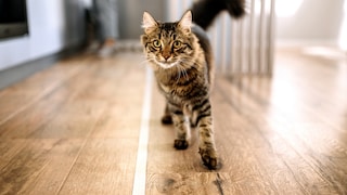 Katze läuft vor Menschen her