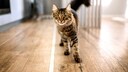 Katze läuft vor Menschen her
