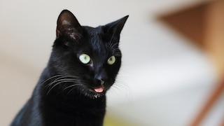 Schwarze Katze sitzt mit Zunge aus dem Mund und sabbert