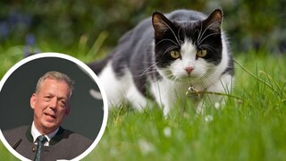 Collage aus Porträt von Dammann-Tamke vom Deutschen Jagdverband (Kreis) und Katze draußen