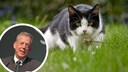 Collage aus Porträt von Dammann-Tamke vom Deutschen Jagdverband (Kreis) und Katze draußen