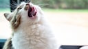 Katze mit offenem Mund am Fenster, könnte einen Schluckauf haben