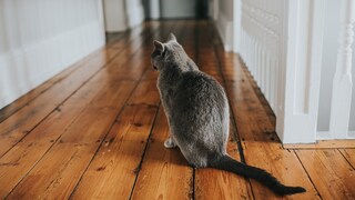 Einsame graue Katze