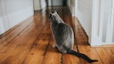 Einsame graue Katze