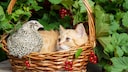 Katze und Wachtel in einem Korb